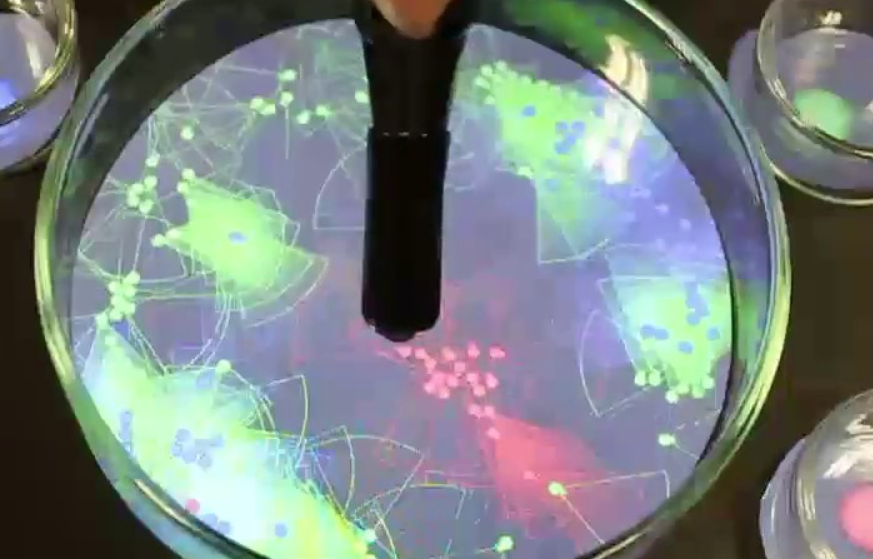 MitsuDomoe: Ecosystem Simulation of Virtual Creatures in Petri Dish