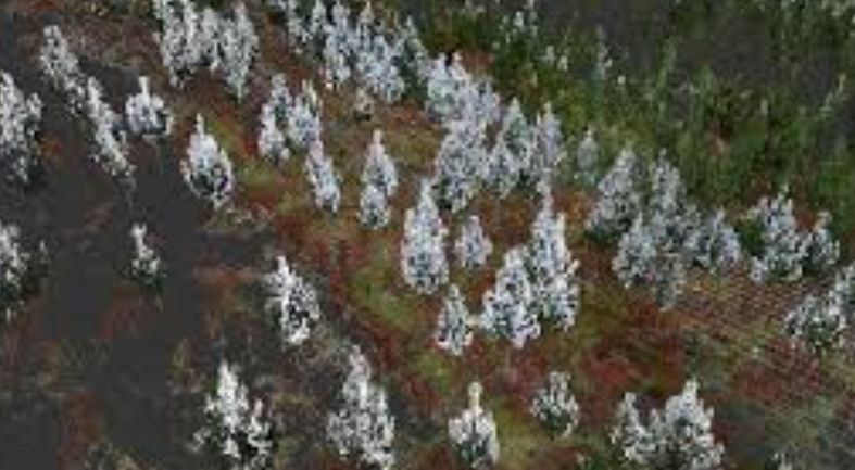 Analysing Forests Using Dense Point Clouds